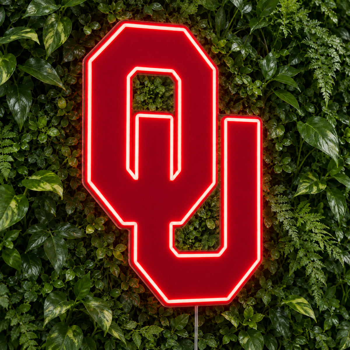 Oklahoma Sooners LED Neon Sign, featuring team logo displayed on a green foliage wall.